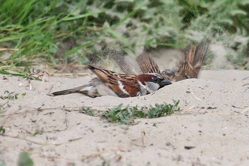191002-IMG_9545 House Sparrows (Passer domesticus) by ajmatthehiddenhouse is licensed under CC BY-NC 2.0.